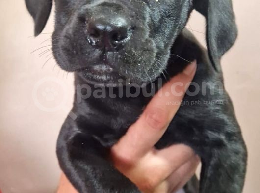 Siyah Dişi Cane Corsa Yavru