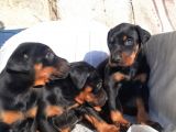 Erkek Doberman Yavru