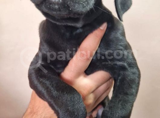 Siyah Dişi Cane Corsa Yavru görsel
