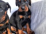 Erkek doberman yavru