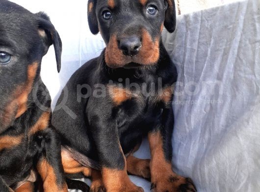 Erkek Doberman Yavru
