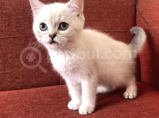 Üst Düzey Kalite British Silver Point Yavrular görsel