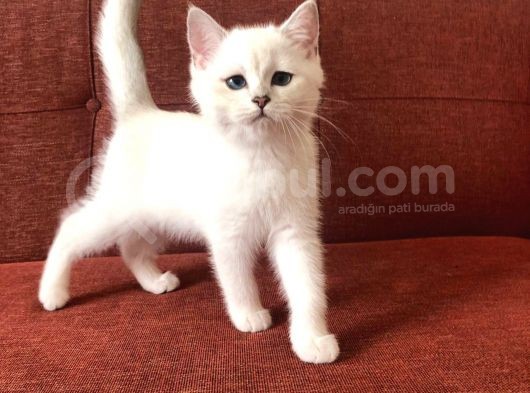 Üst Düzey Kalite British Silver Point Yavrular görsel