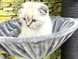 Ori̇ji̇nal Scottish Fold Yavrulari Vonalp Güvencesi̇yle