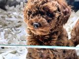 ORİJİNAL TOY POODLE YAVRULARI VON ALP GÜVENCESİYLE