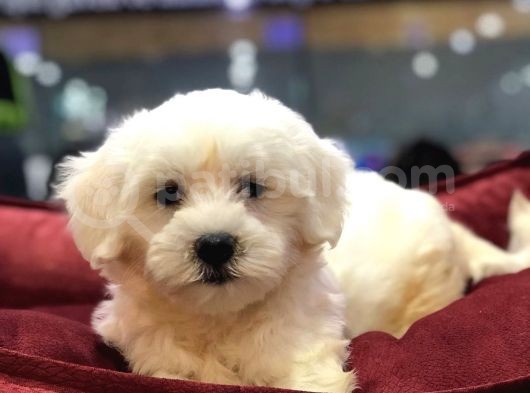 Vonalp Pet Garantisiyle Efsane Güzelli̇kte Maltese Terrier görsel