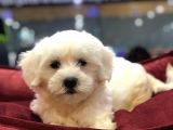 Vonalp Pet Güvencesi̇yle Maltese Terrier Yavrulari