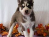 Her Renk Si̇bi̇rya Kurdu Husky Yavrularimiz