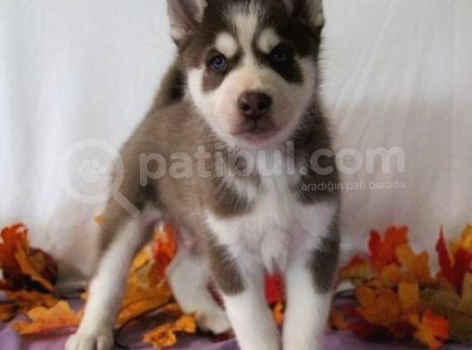 Her Renk Si̇bi̇rya Kurdu Husky Yavrularimiz görsel