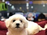 Vonalp Pet Güvencesi̇yle Maltese Terrier Yavrulari