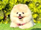Ayıcık Surat Pomeranian Yavrular