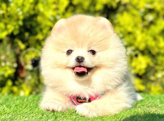 Ayıcık Surat Pomeranian Yavrular görsel