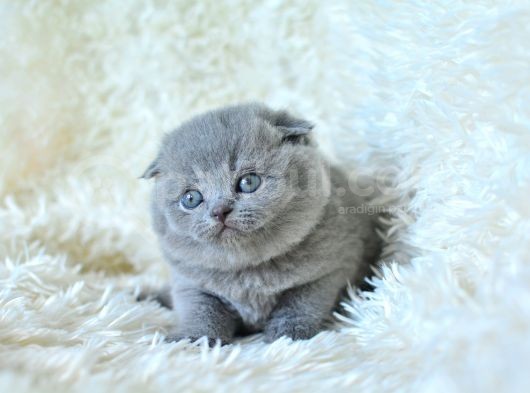 Muhteşem top kafa gri scottish fold