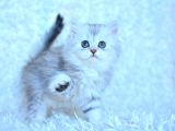 Muhteşem güzellikte Silver british longhair