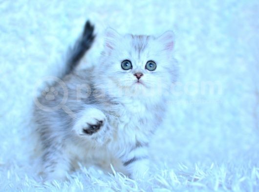 Muhteşem Güzellikte Silver British Longhair