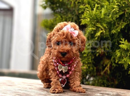 Red Brown Toy Poodle Yavrularimiz görsel