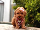 A KALİTE MİNİ TOY POODLE YAVRULARIMIZ