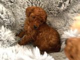 Secereli̇ Teacup Poodle Yavrulari