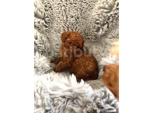 Secereli̇ Teacup Poodle Yavrulari görsel