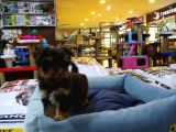 Yorkshire Terrier Saf Irk Yavrular Vonalp Pet Guvencesi̇yle