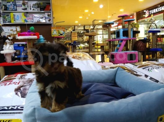 Yorkshire Terrier Saf Irk Yavrular Vonalp Pet Guvencesi̇yle görsel