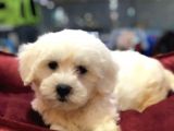VONALP PET GARANTISIYLE EFSANE GÜZELLİKTE MALTESE TERRIER