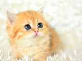 Golden Renginin En Güzel Tonu Ny11 British Shorthair