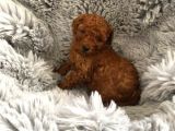 Secereli̇ Teacup Poodle Yavrulari