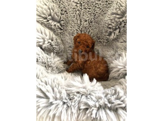 Secereli̇ Teacup Poodle Yavrulari görsel