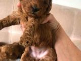 Secereli̇ Teacup Poodle Yavrulari