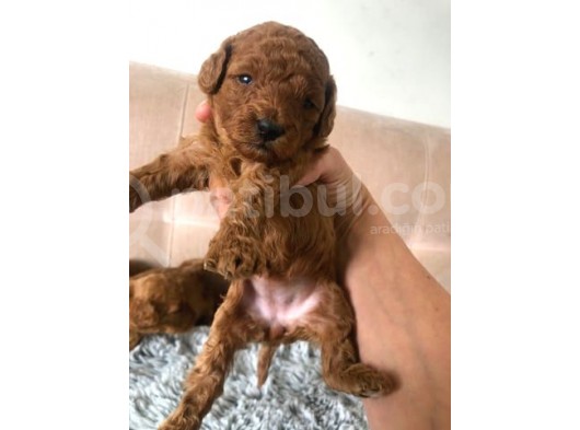 Secereli̇ Teacup Poodle Yavrulari görsel