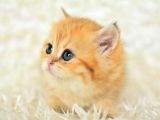 Golden Renginin En Güzel Tonu Ny11 British Shorthair