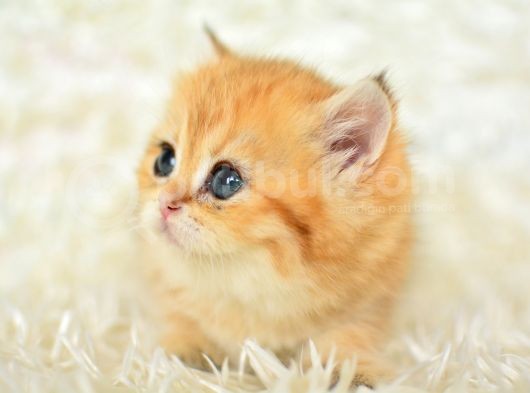 Golden Renginin En Güzel Tonu Ny11 British Shorthair görsel