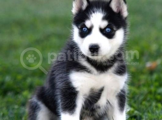 Her Renk Si̇bi̇rya Kurdu Husky Yavrularimiz
