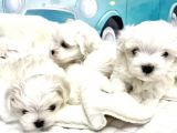 Pamuk şaker tadında maltese bebeklerim