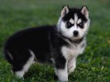 Her Renk Si̇bi̇rya Kurdu Husky Yavrularimiz