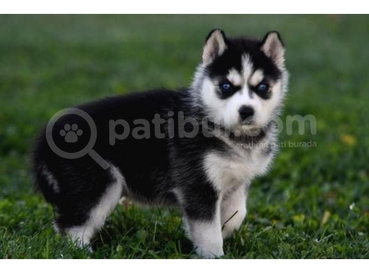 Her Renk Si̇bi̇rya Kurdu Husky Yavrularimiz görsel