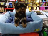 YORKSHIRE TERRIER SAF IRK YAVRULAR VONALP PET GUVENCESİYLE