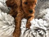 SECERELİ TEACUP POODLE YAVRULARI