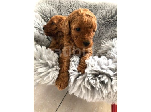 Secereli̇ Teacup Poodle Yavrulari