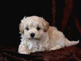 Dünyalar Tatlısı Maltipoo Bebekler
