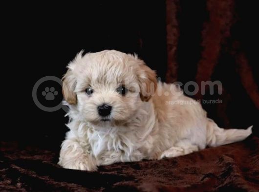 Dünyalar Tatlısı Maltipoo Bebekler görsel