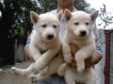 Her Renk Si̇bi̇rya Kurdu Husky Yavrularimiz