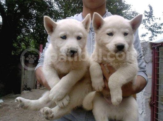 Her Renk Si̇bi̇rya Kurdu Husky Yavrularimiz görsel