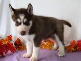 Her Renk Si̇bi̇rya Kurdu Husky Yavrularimiz