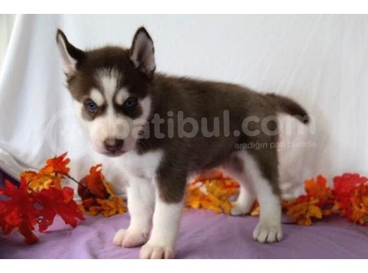 Her Renk Si̇bi̇rya Kurdu Husky Yavrularimiz görsel