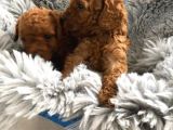 Secereli̇ Teacup Poodle Yavrulari