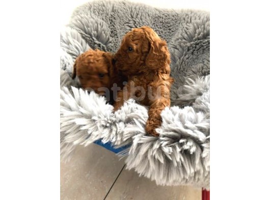 Secereli̇ Teacup Poodle Yavrulari görsel