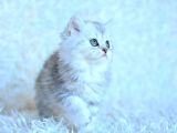 Muhteşem Güzellikte Silver British Longhair
