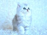Muhteşem Güzellikte Silver British Longhair